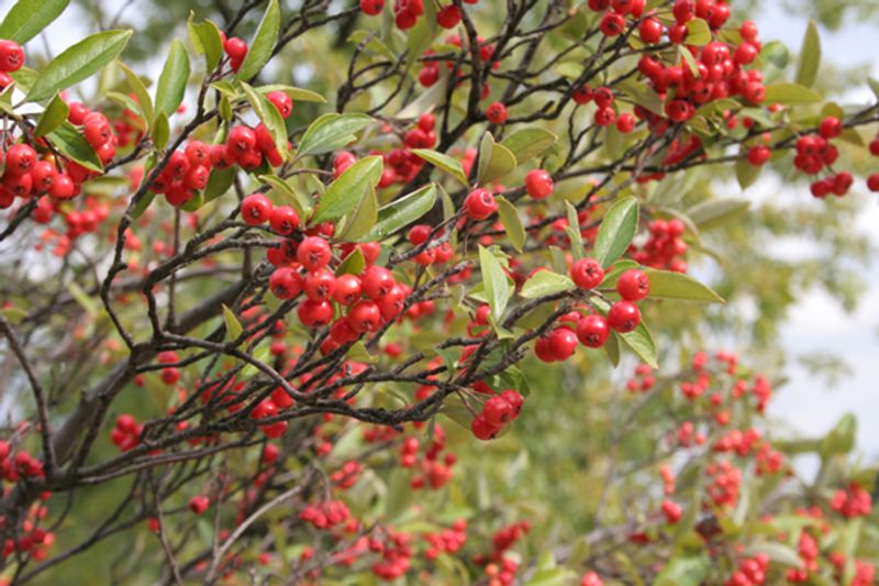 Red Chokeberry Offers Red Berries That Feed Birds And Mammals