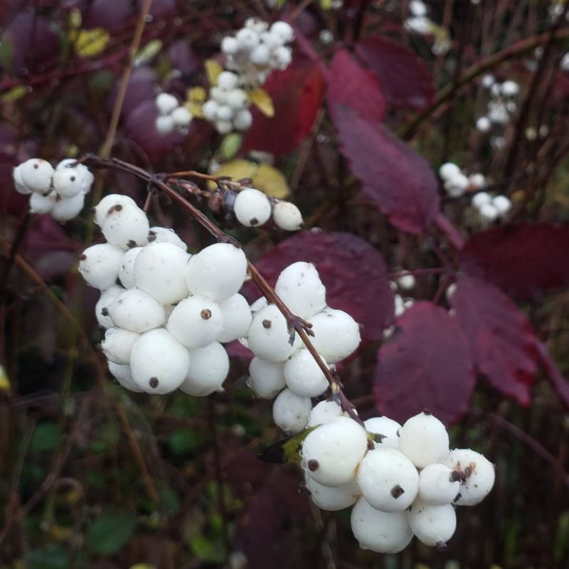 Common Snowberry (Symphoricarpos albus)