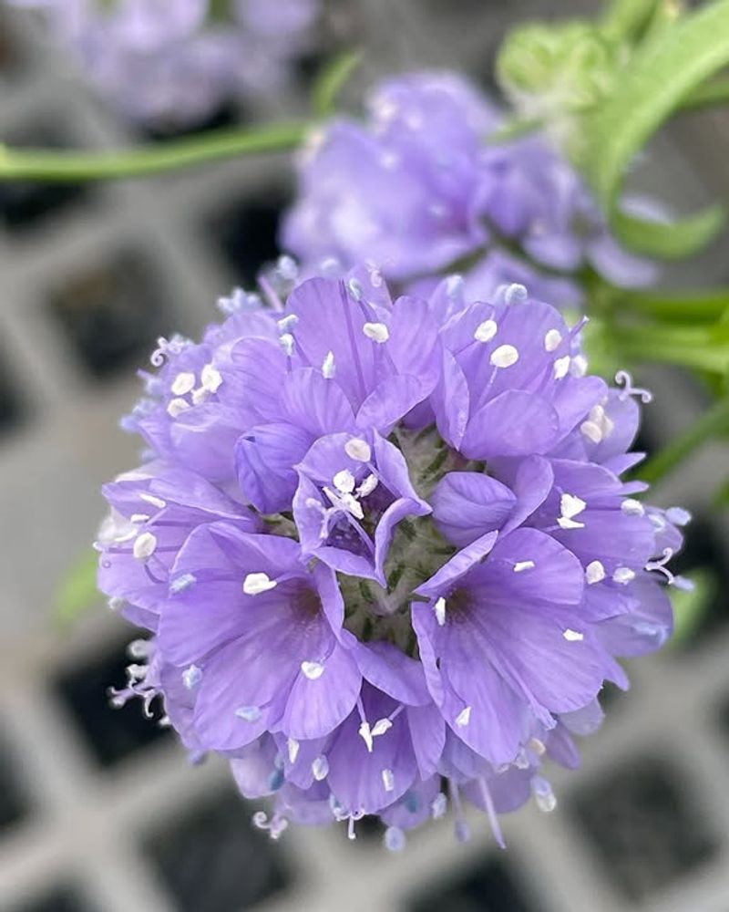 Globe Gilia