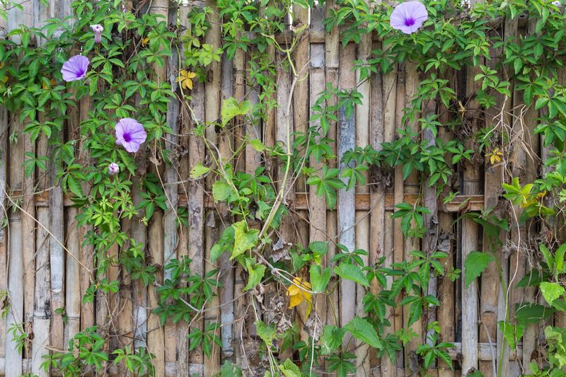 Potential Liability For Damage Caused By Trimming