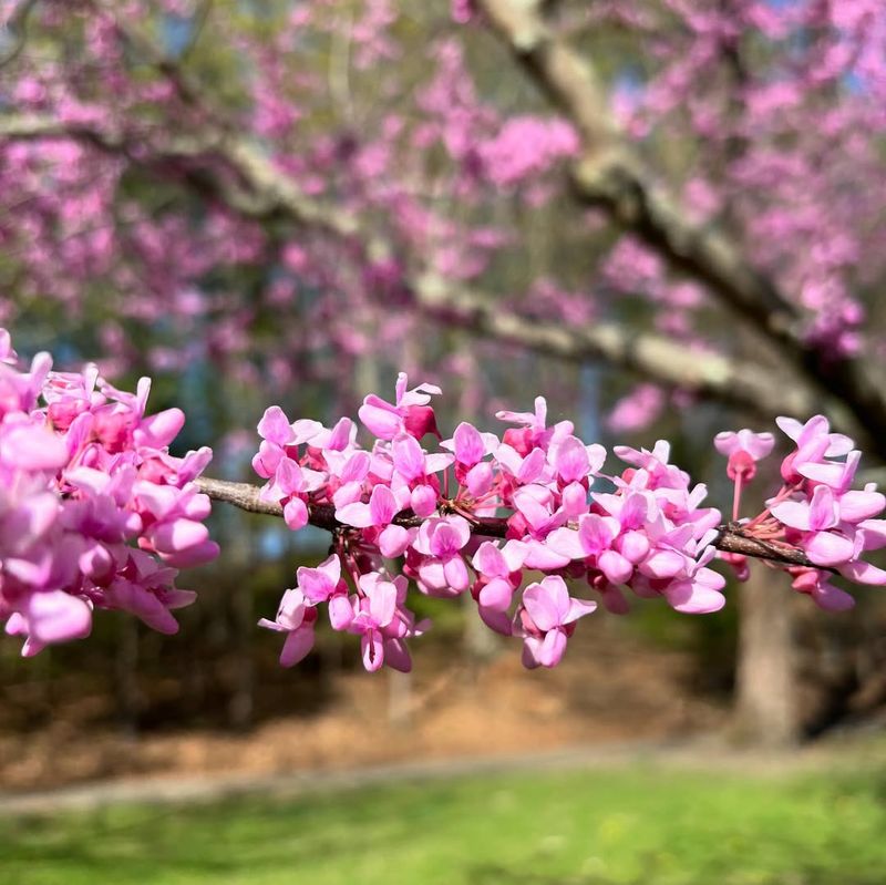 Better Native Trees Offer Beauty Without The Problems