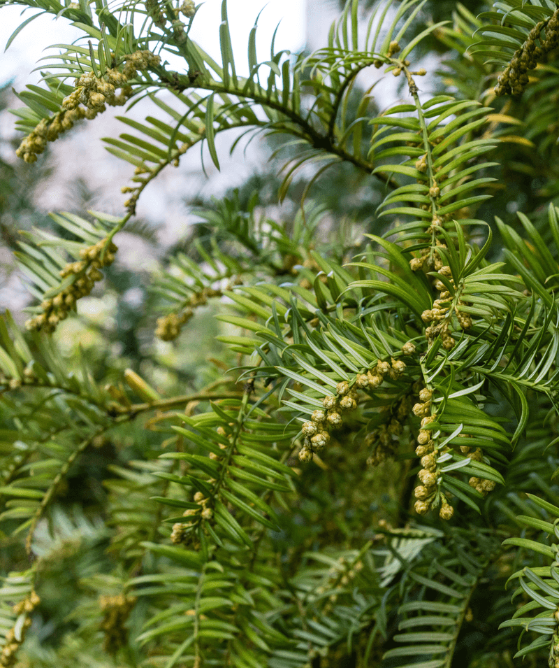 Japanese Plum Yew Thrives In Shadier Spots