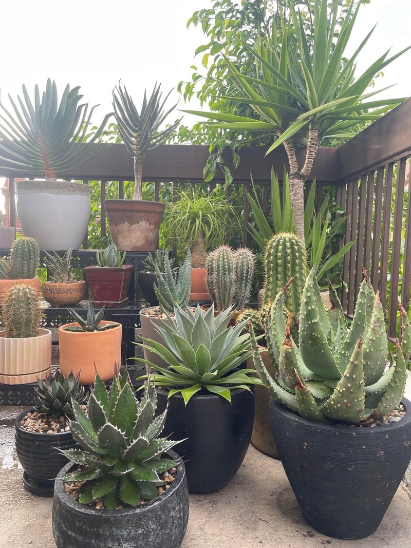 Succulent And Cactus Display