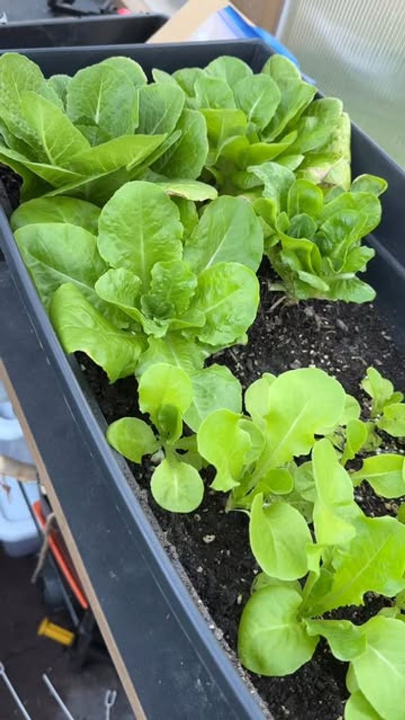 Leaf Lettuce That Keeps On Giving All Season