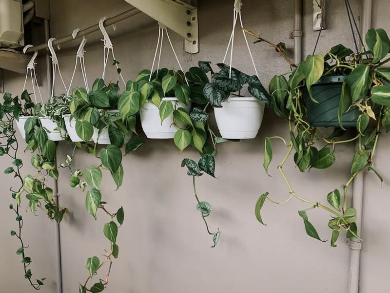 Hanging Planters To Save Space