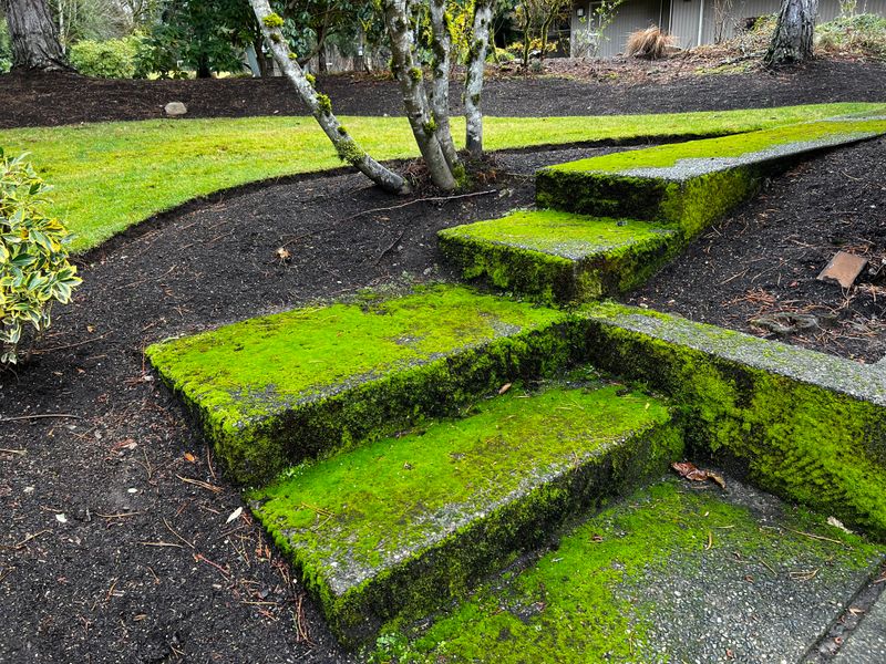 Low Sunlight And Shady Areas