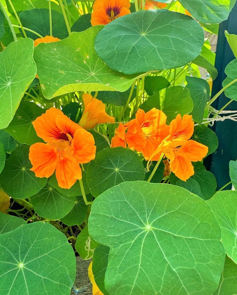 Keeping Blooms Going