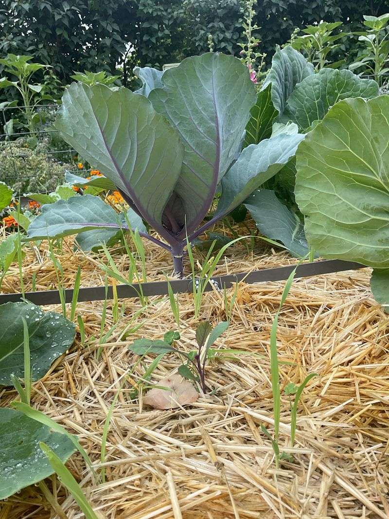 Mulch To Retain Moisture And Reduce Weeds