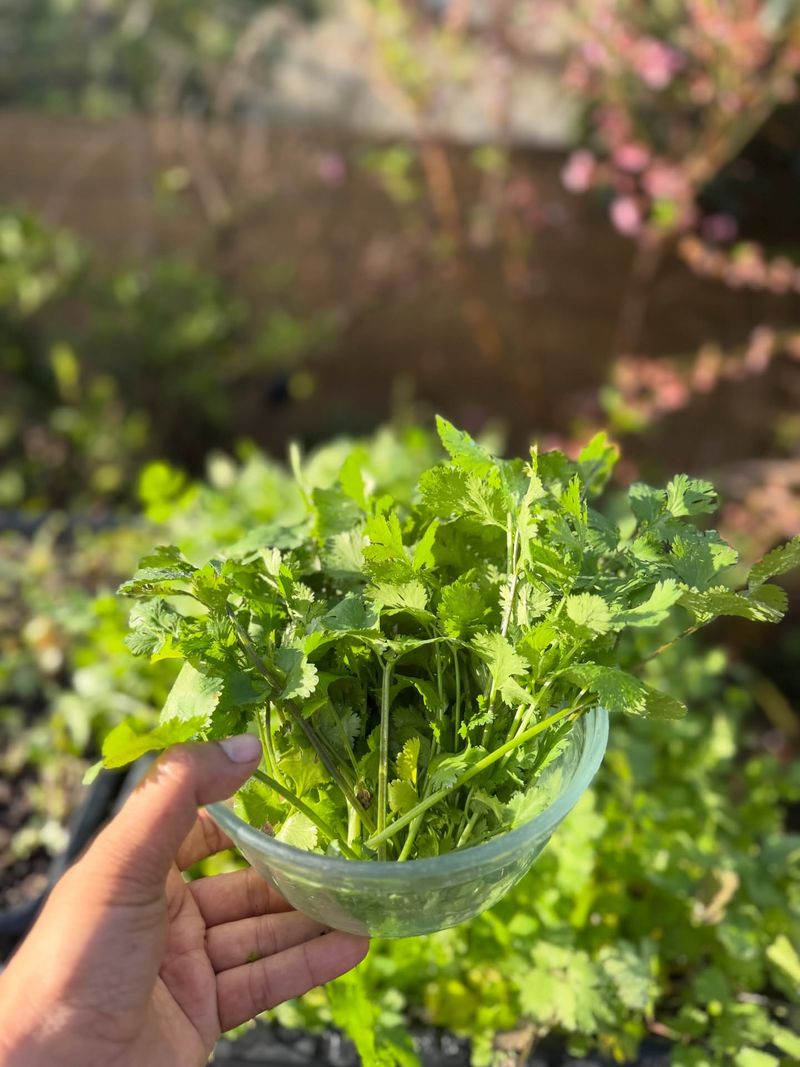 Pruning And Harvesting For More Flavor