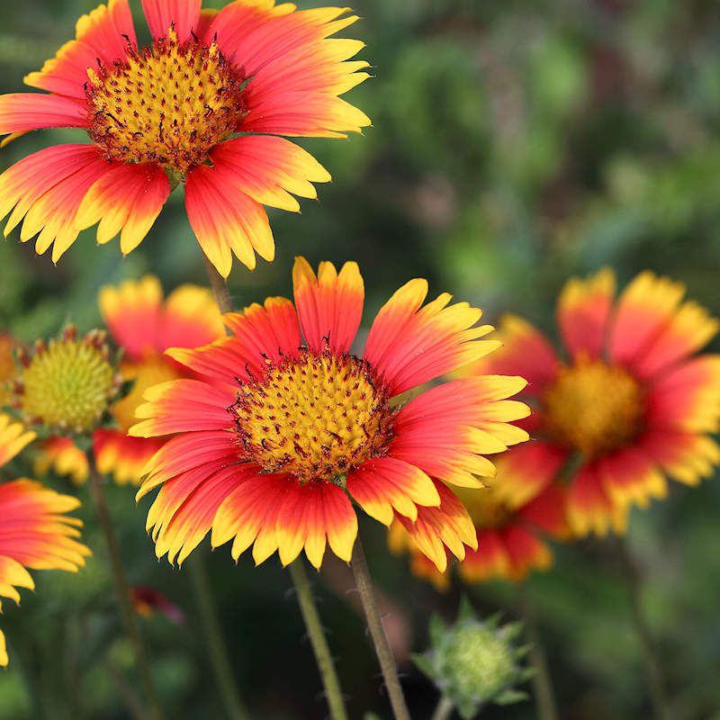 Enjoying Your Indian Blanket Blooms All Season Long