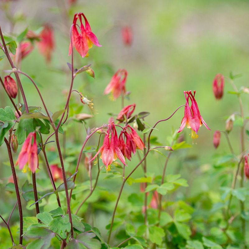Why Wild Columbine Is Perfect For Shaded Areas In Pennsylvania Gardens?