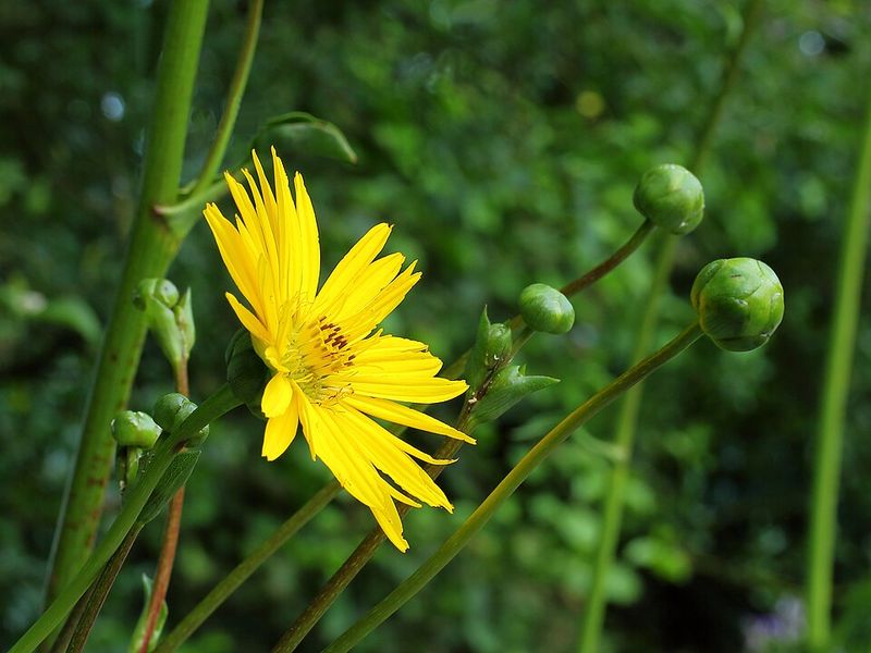 Prairie Dock Thrives In Tough Soil With Strong Anchoring Roots