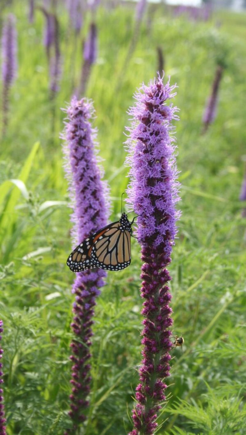 Blazing Star That Helps Improve Dense Garden Soil