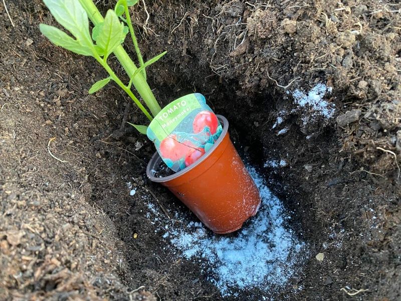 Starter Fertilizer Gives Young Tomatoes An Early Boost