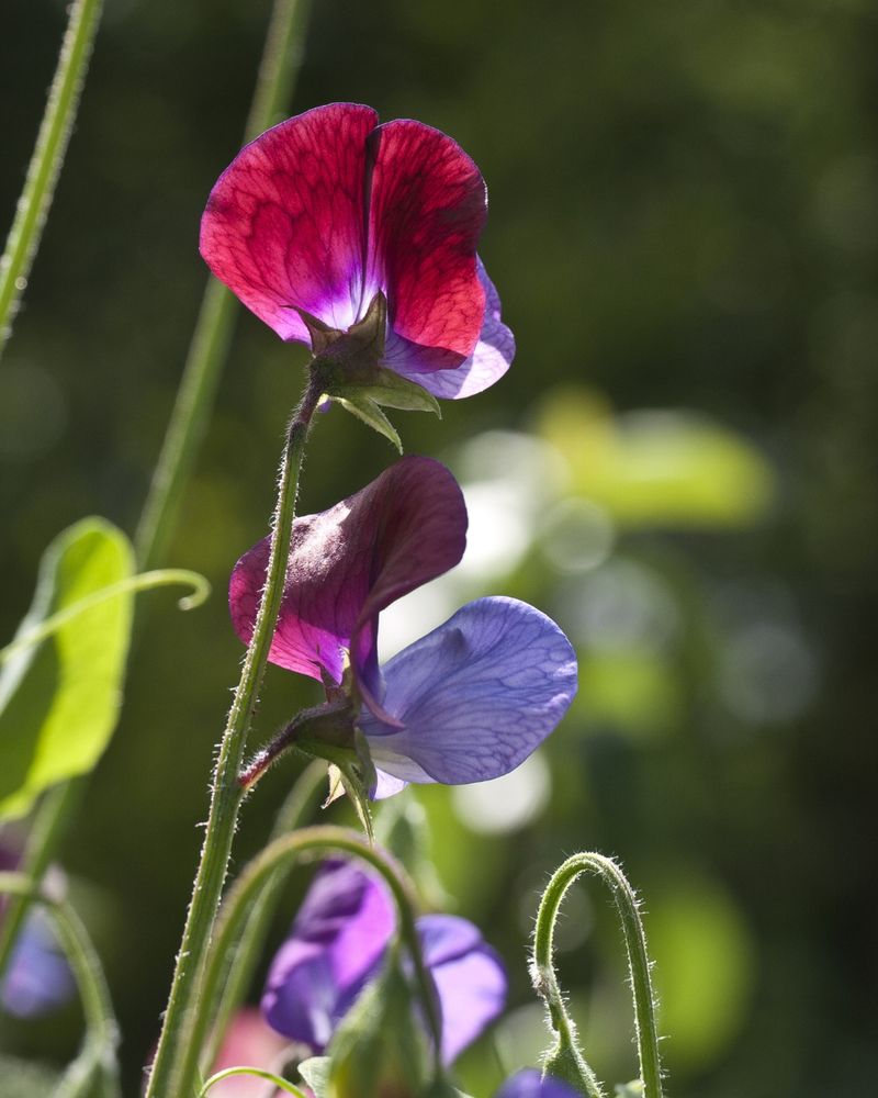 Sweet Peas 