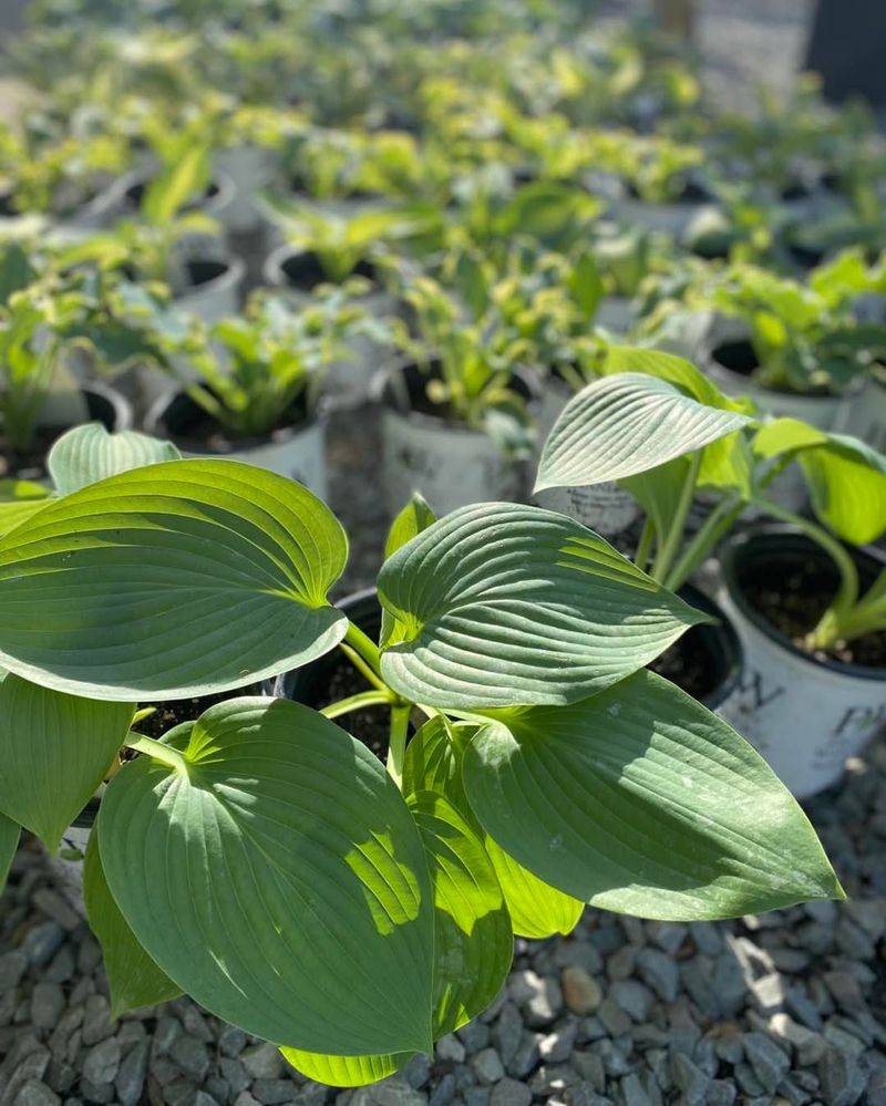 Hosta