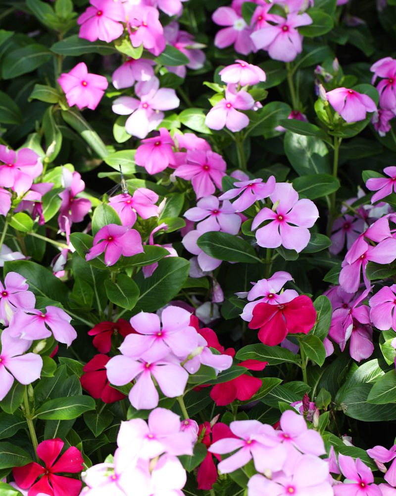 Vinca Glows Without A Fuss