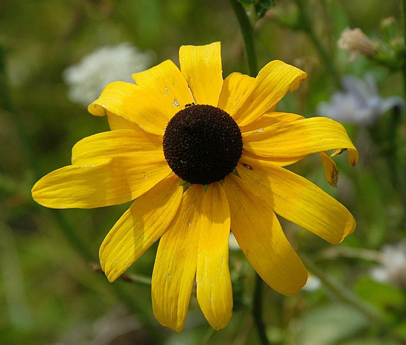 Black-Eyed Susan Shines From June Through October