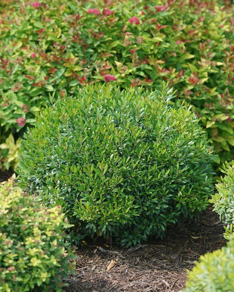 Inkberry Holly With Glossy Foliage And Berries