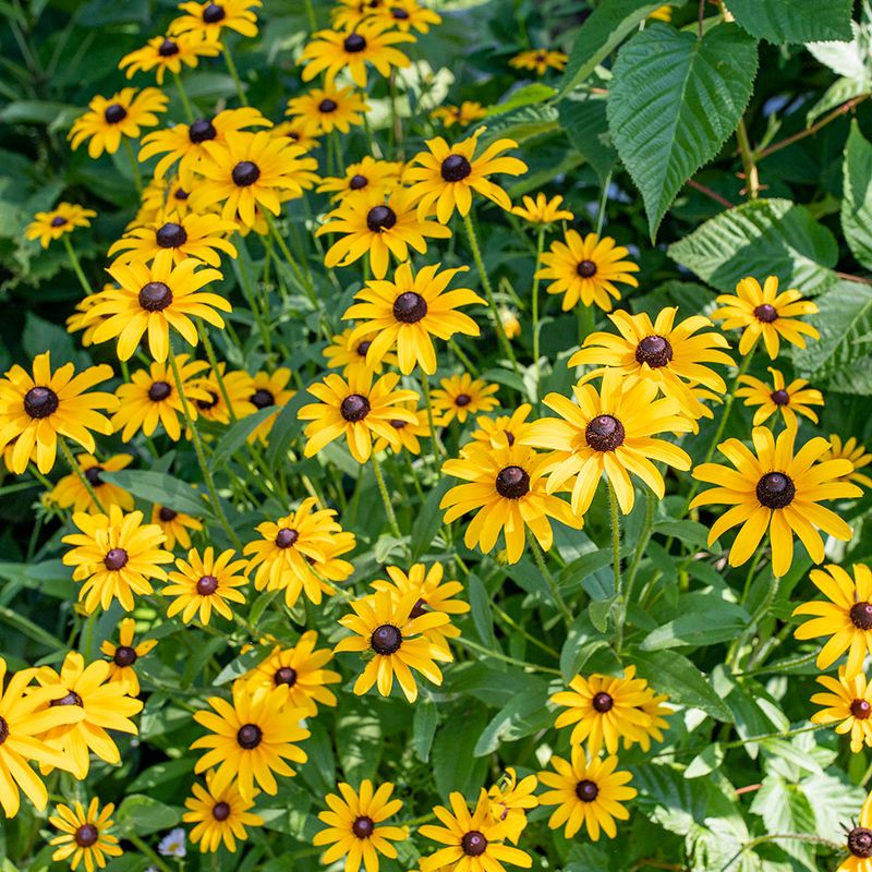 Black-Eyed Susan (Rudbeckia Hirta)