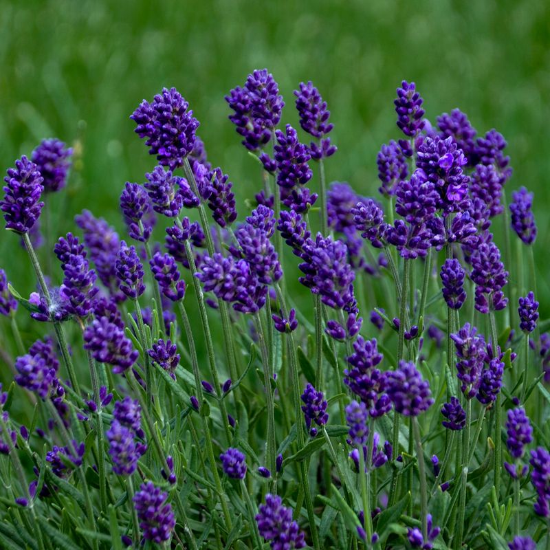 Lavender (Lavandula Spp.)