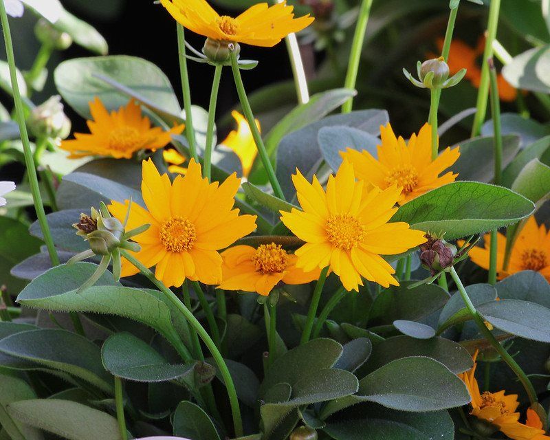Coreopsis (Coreopsis Species)