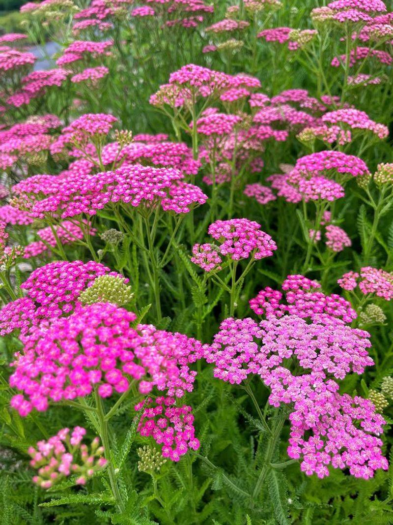 Yarrow Adapts Quickly When Planted Early In The Year
