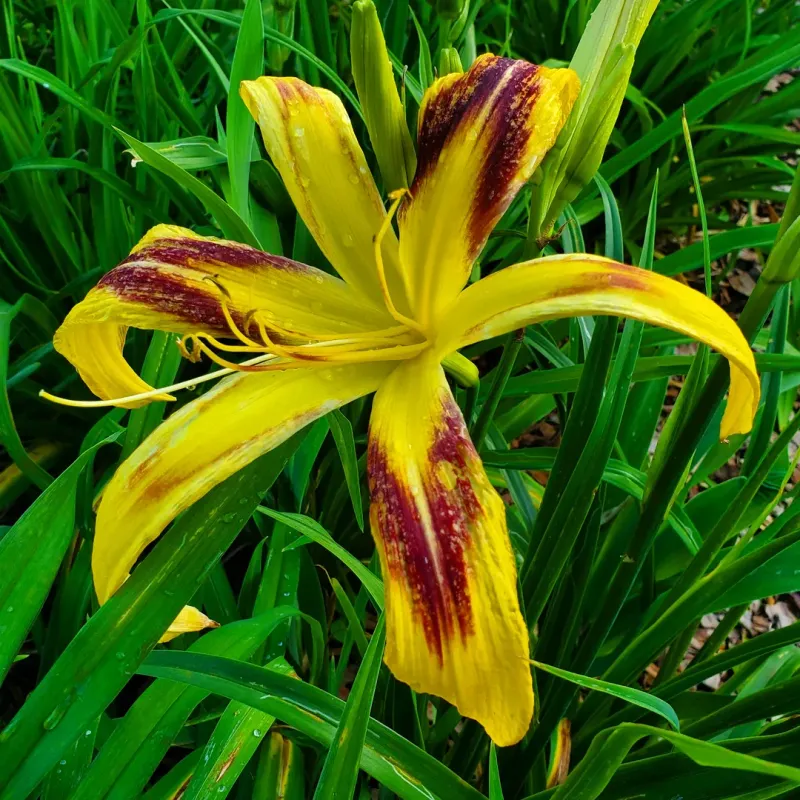 Daylily Turns Sticky Clay Into A Surprisingly Colorful Spot