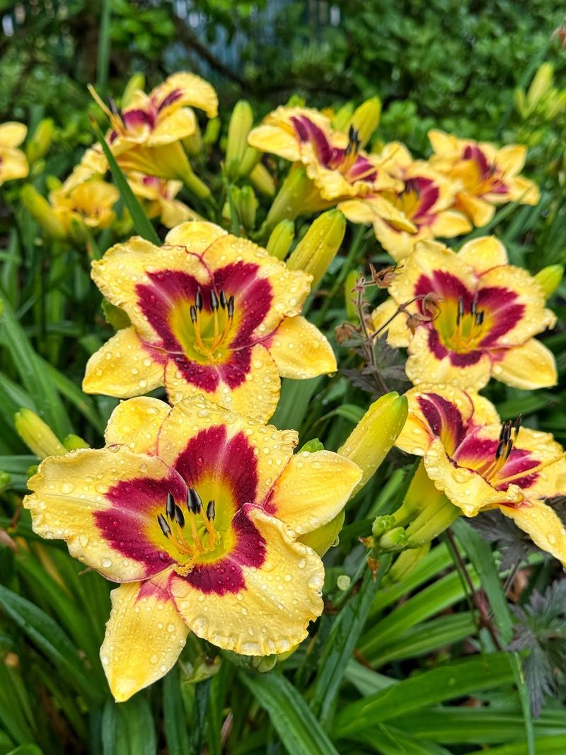 Daylily Turns Tough Growing Spots Into Easy Color