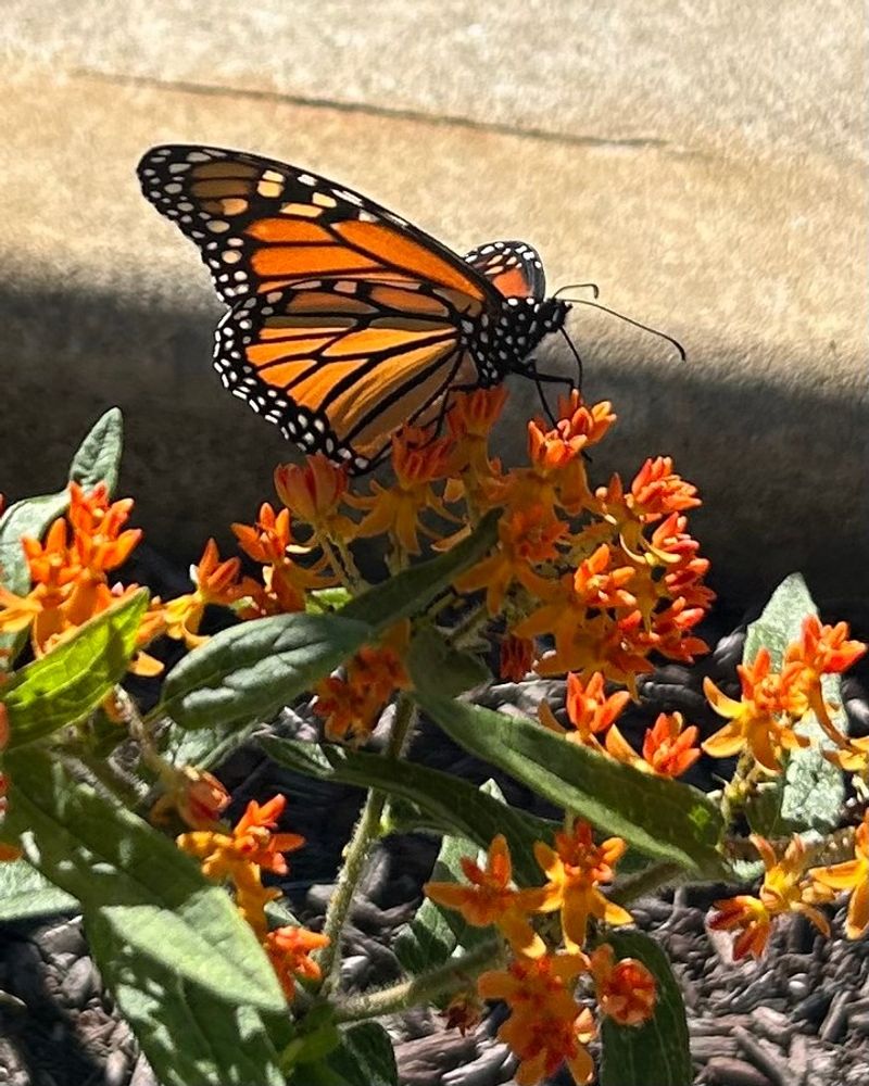 Milkweed Supports Butterflies And Other Pollinators