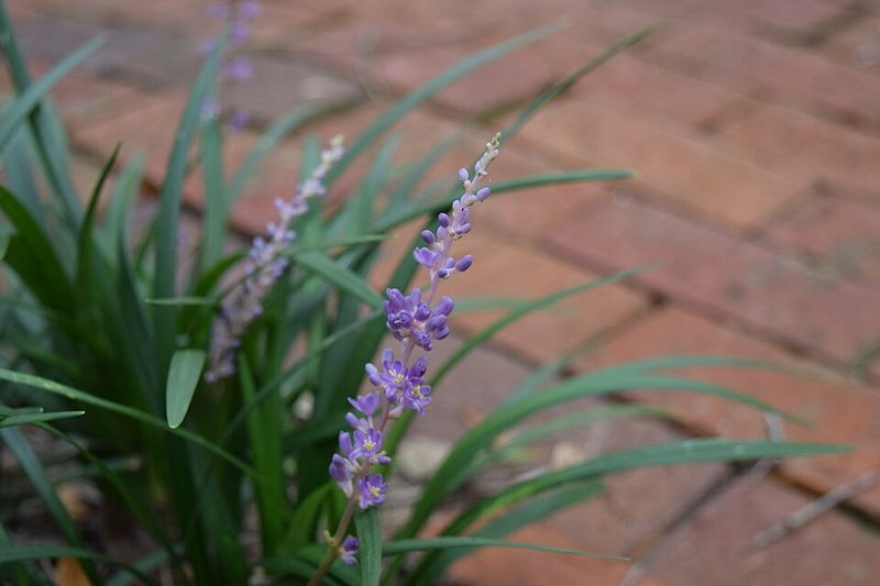 Liriope Adds Evergreen Foliage And Purple Flowers