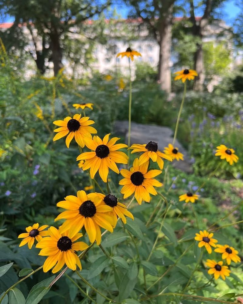 Black-Eyed Susan Handles Sunny Georgia Gardens With Little Water