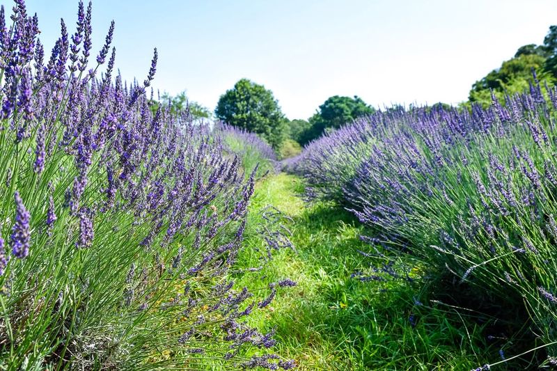 Lavender Filling Air With Soothing Scents