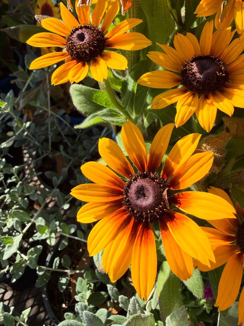 Black-Eyed Susans Bring Color To Heavy Soil