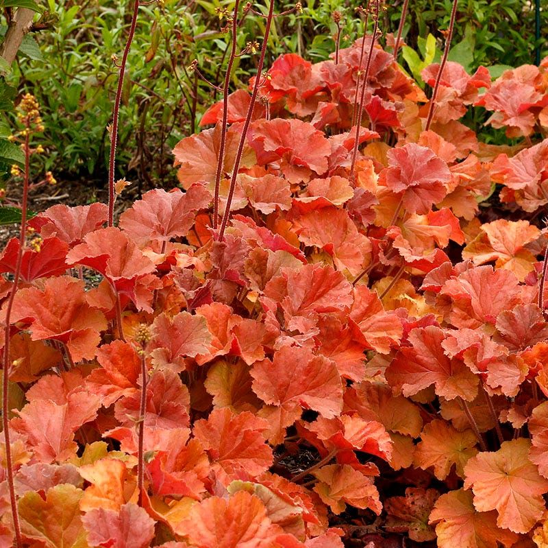 Coral Bells