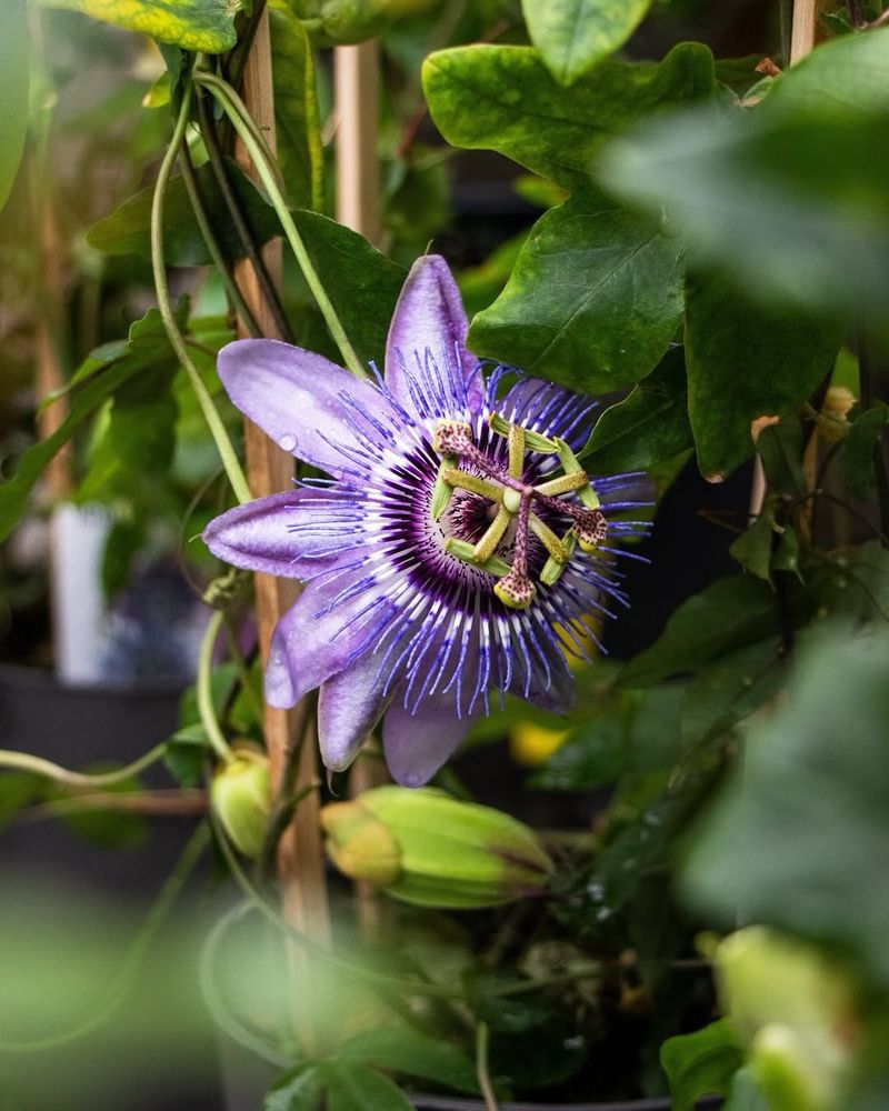Passionflower