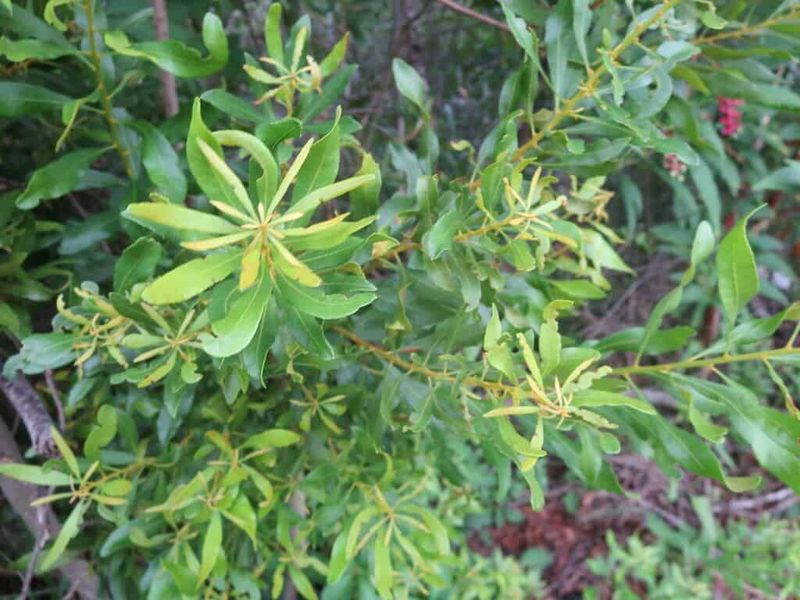 Wax Myrtle