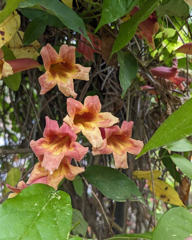 Crossvine Produces Bold Orange Trumpet Blooms