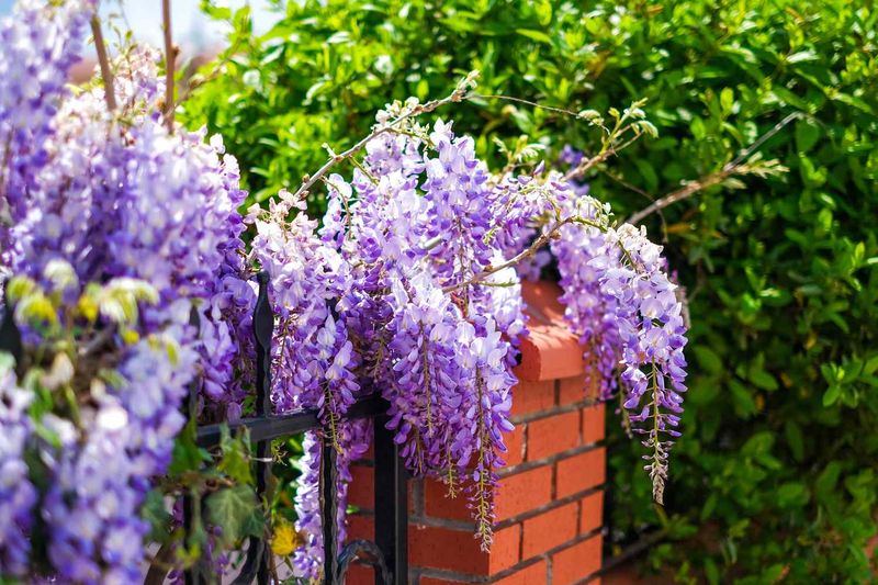 Wisteria