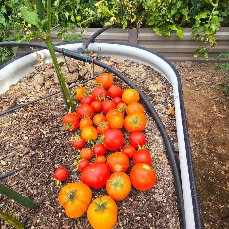 Select Varieties Suited For Spring And Fall Growing Seasons