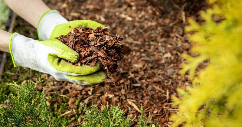 Mulching Around The Base