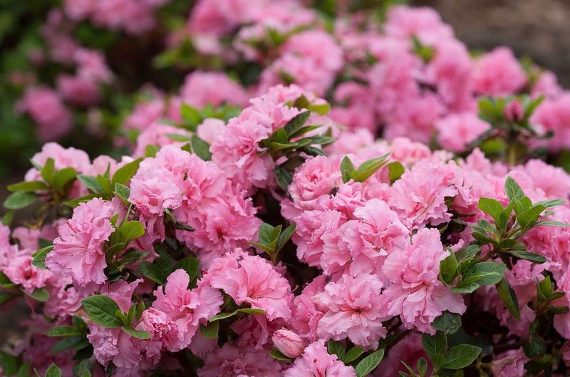 Acidic Soil Conditions