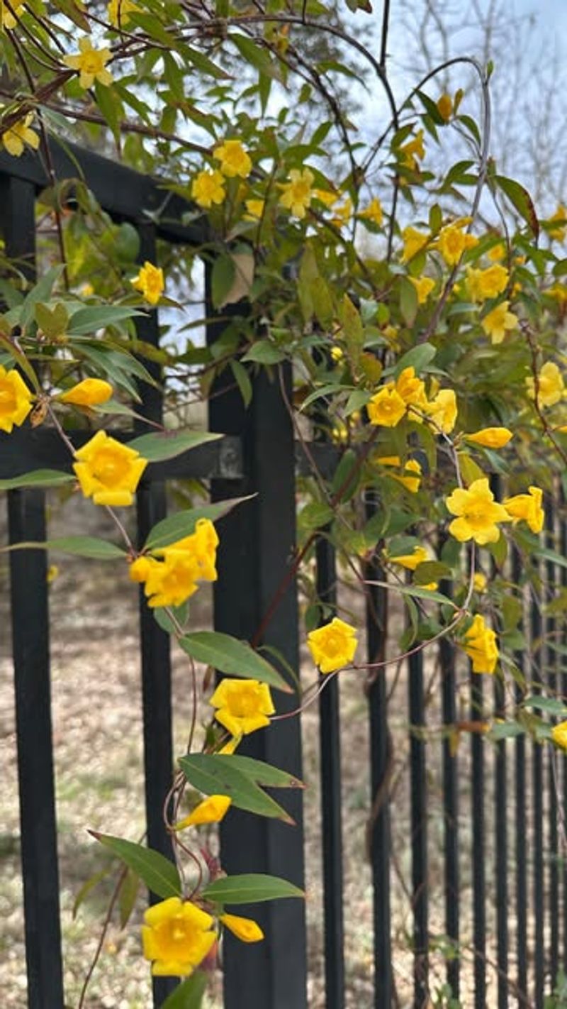 Light Feeding Encourages Growth