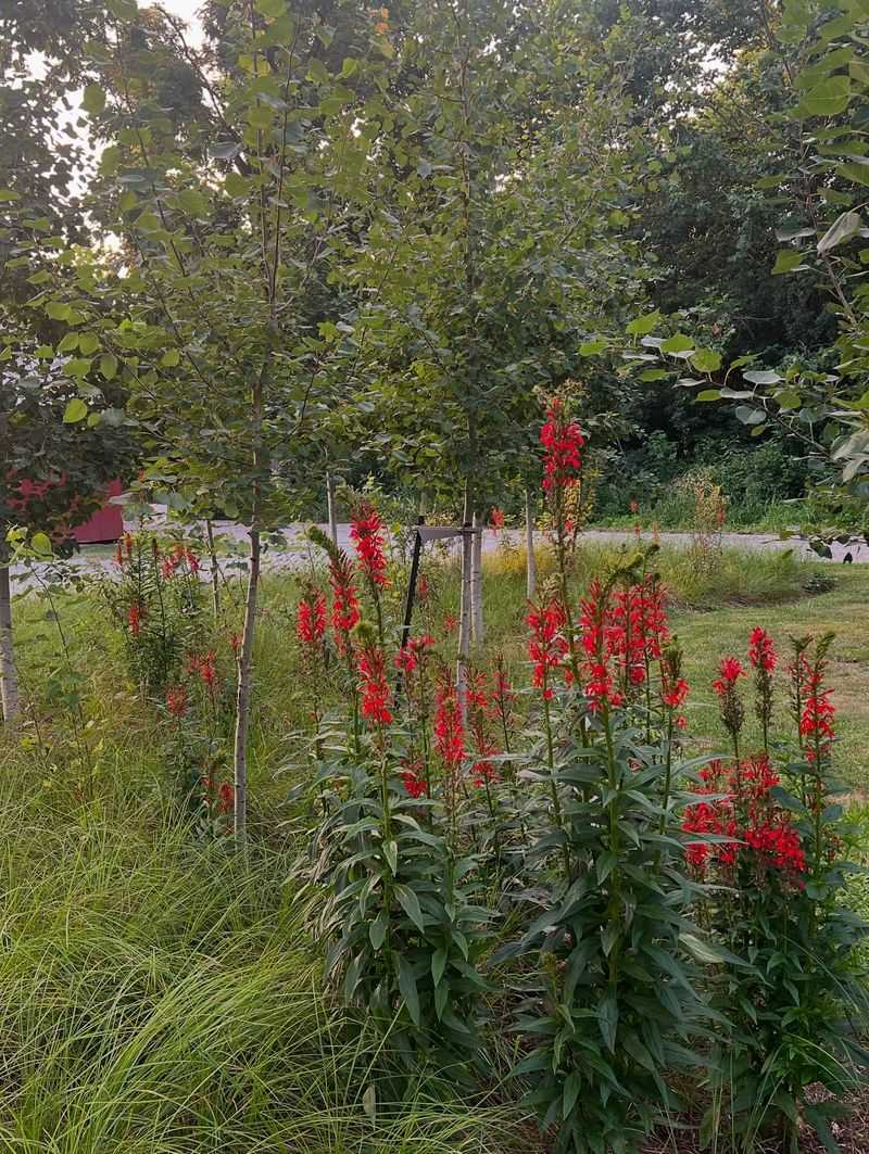 Part Shade And Moisture Create The Ideal Combo