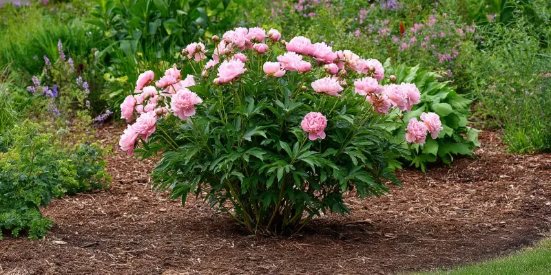 Well Drained Soil Prevents Root Issues