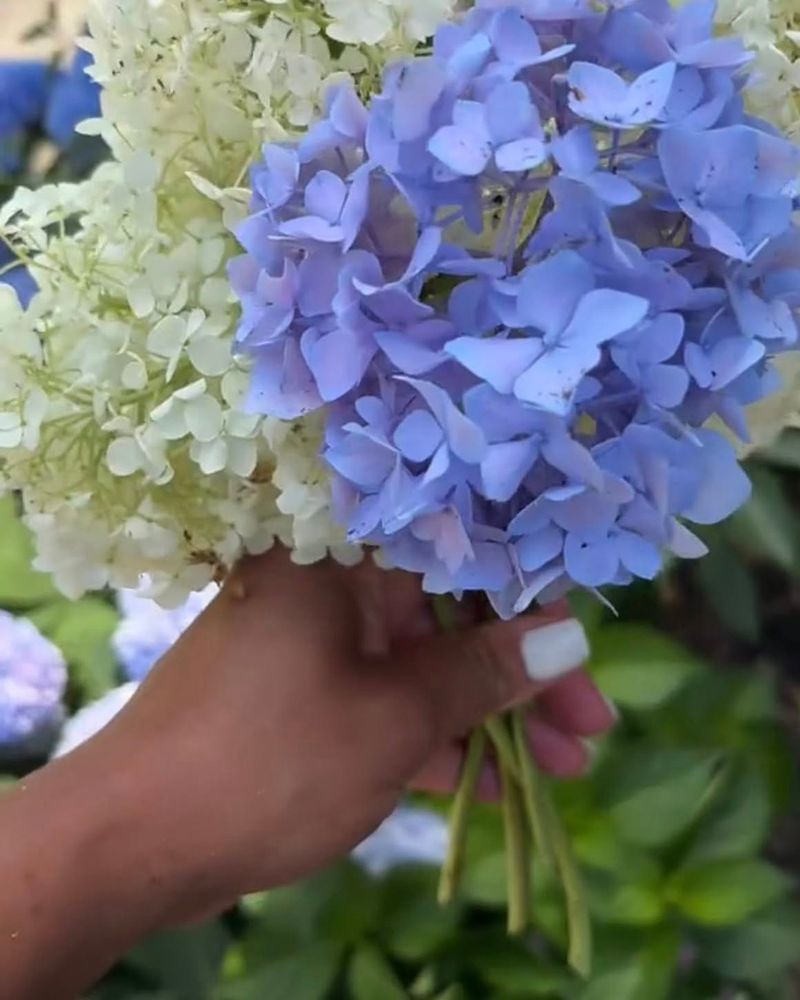 Avoid Overwatering Your Plants