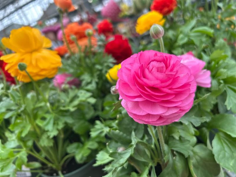 Cool Conditions Support Better Flower Development