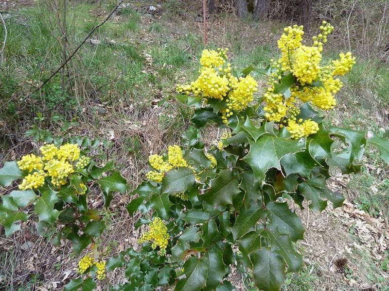 Handle Roots Gently To Avoid Transplant Shock