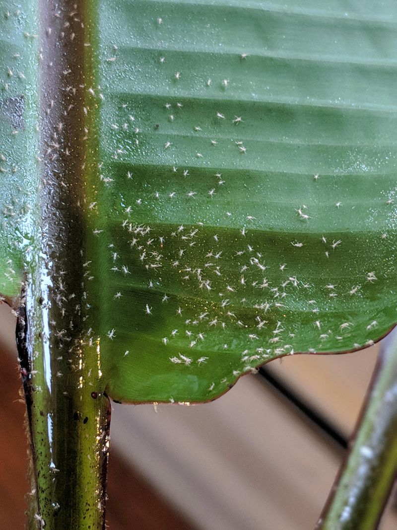 Monitor Pests And Diseases Common In Florida