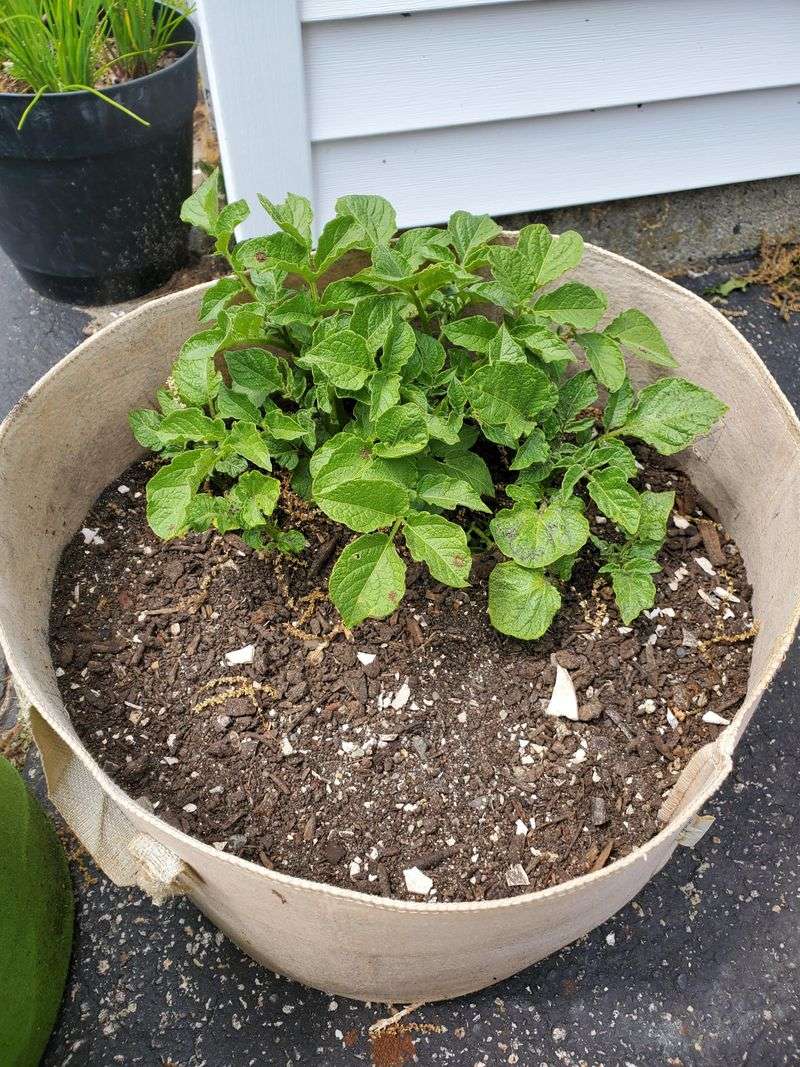 Container Planting That Brings Potatoes To Patios And Balconies